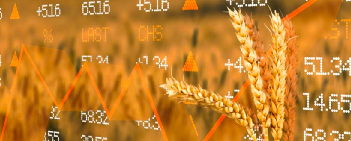 Pizarra Trigo Kansas