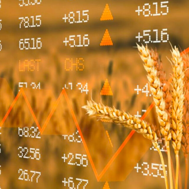 Pizarra Trigo Kansas