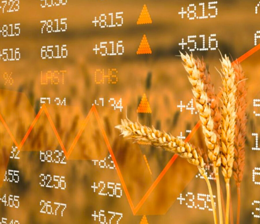 Pizarra Trigo Kansas