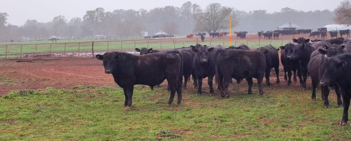 Desarrollo-productivo