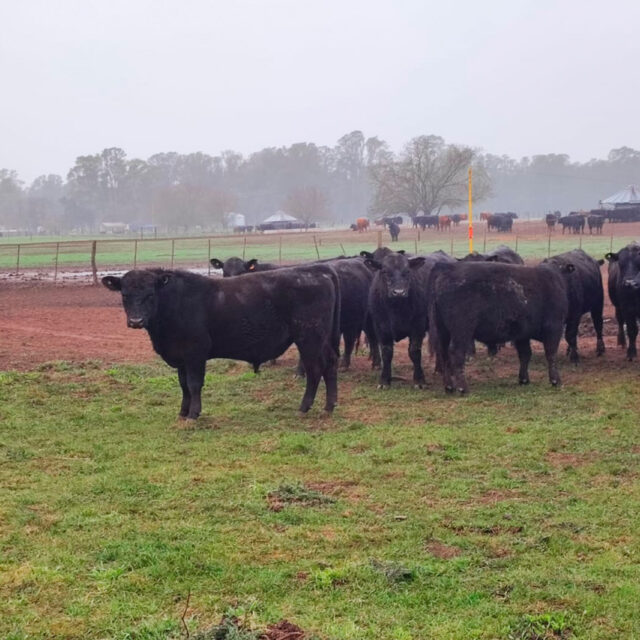 Desarrollo-productivo