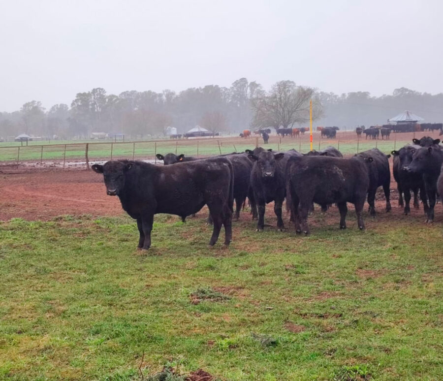 Desarrollo-productivo