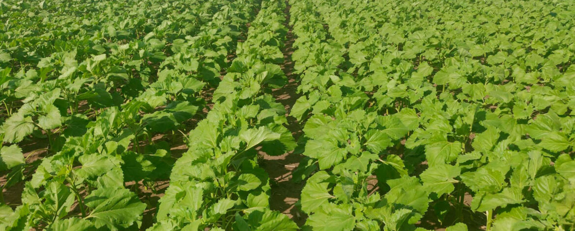 Planificacion-operativa