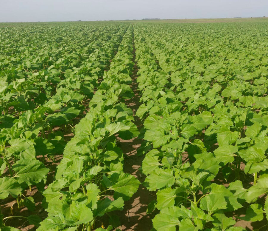 Planificacion-operativa